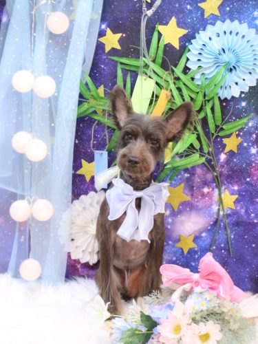 20250713コットンくん